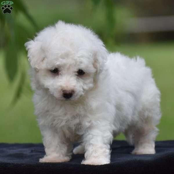Jared, Bichon Frise Puppy